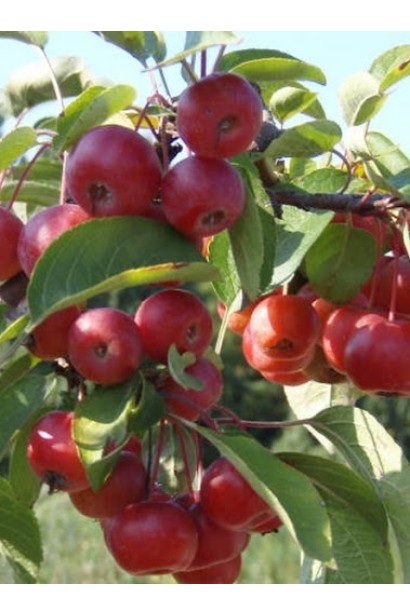 Яблоня Ред Сентинел с яркими красными плодами.